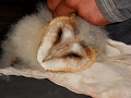 20110617 RINGING FOUR BABY OWLS AT LE BOSQUET 06